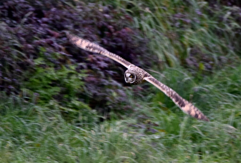 Short-eared Owladult post breeding, Flight, fishing/hunting