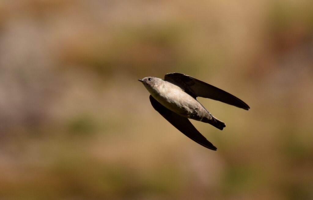 Eurasian Crag Martin, identification, Flight, fishing/hunting