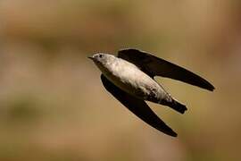 Eurasian Crag Martin