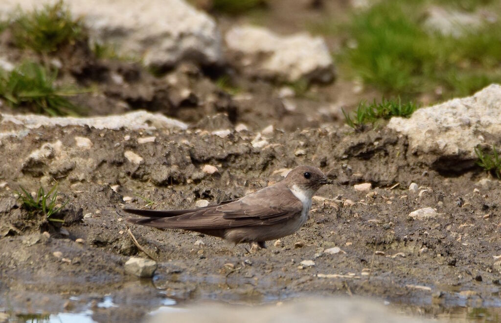 Eurasian Crag Martinadult breeding, identification