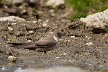 Hirondelle de rochers