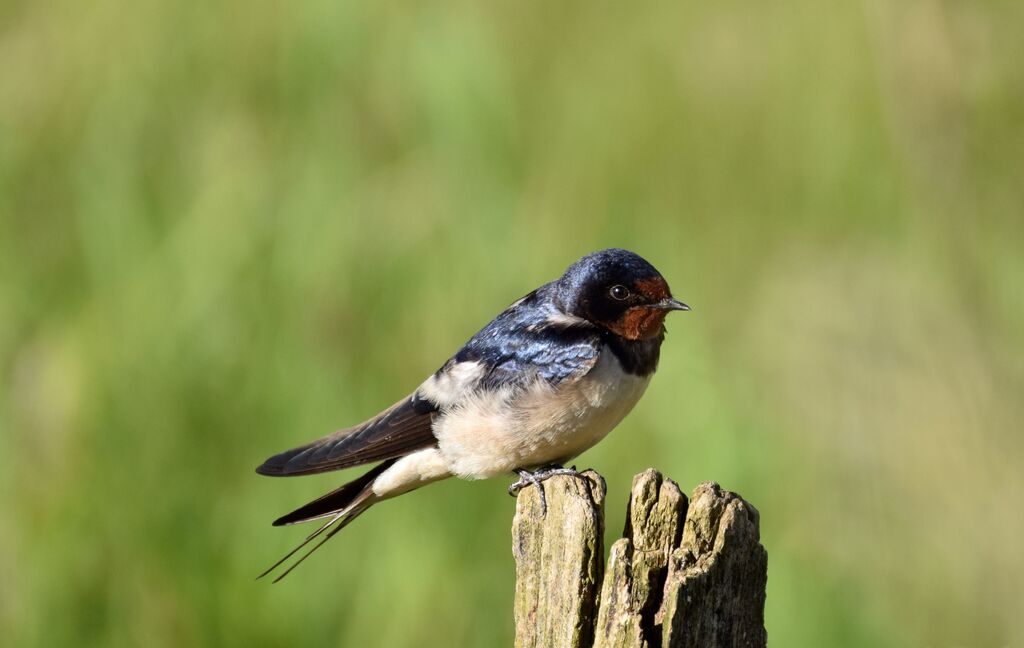 Barn Swallow