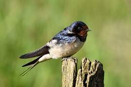 Barn Swallow