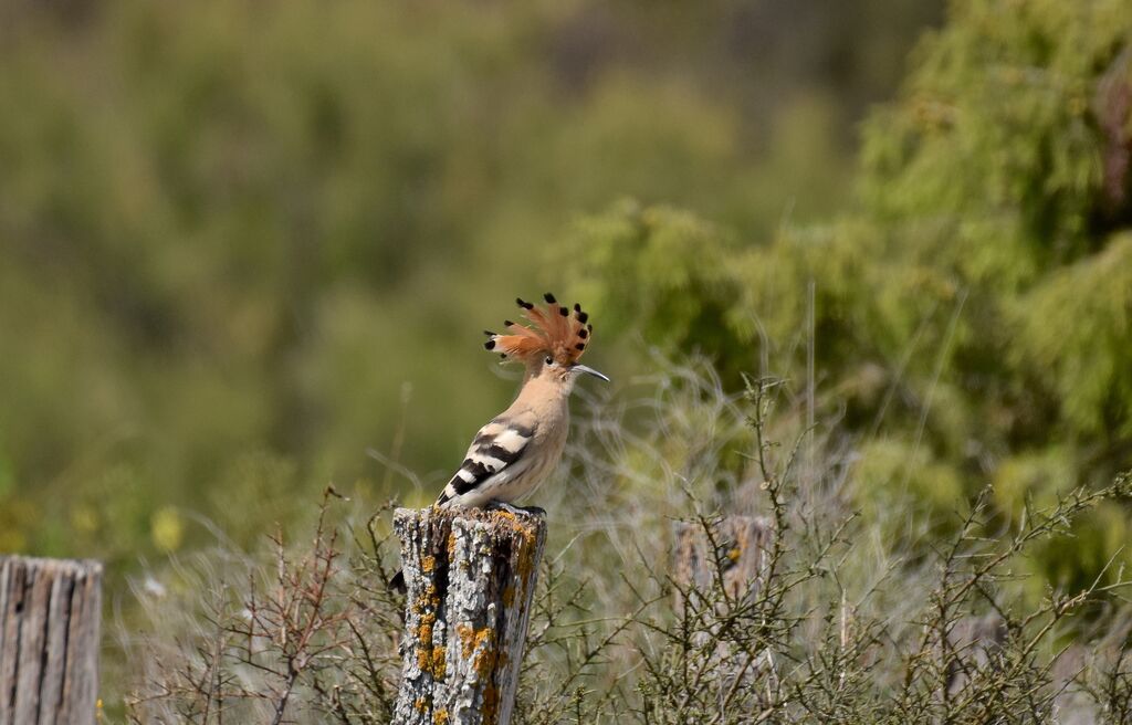 Eurasian Hoopoeadult breeding, identification