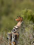 Eurasian Hoopoe