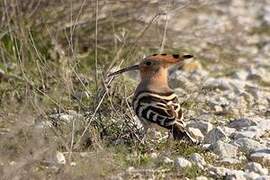 Eurasian Hoopoe