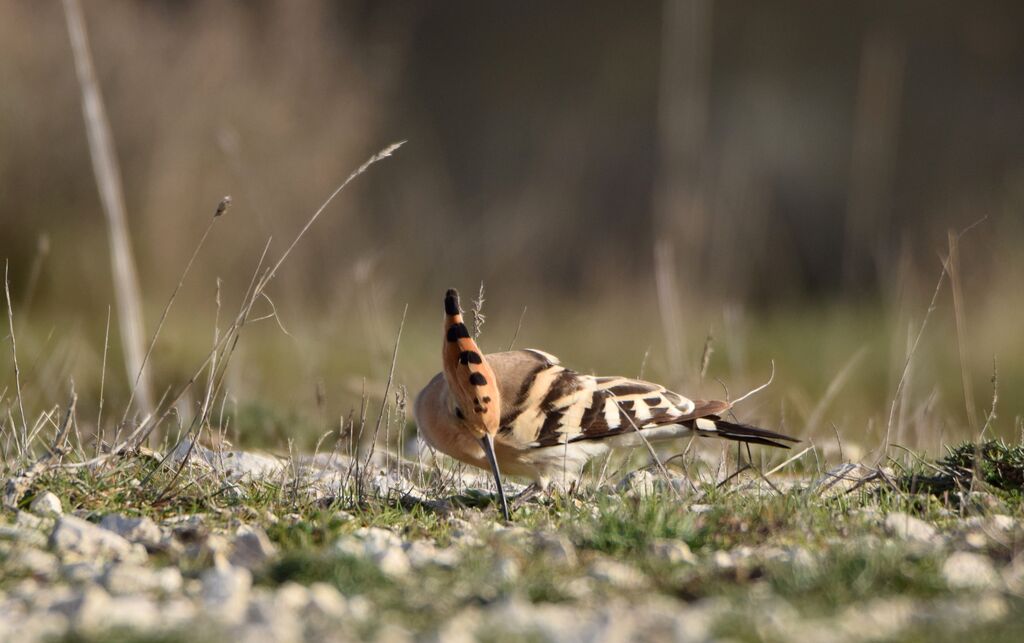 Huppe fasciéeadulte nuptial, identification