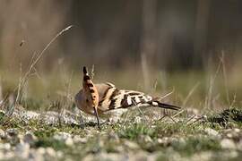 Eurasian Hoopoe