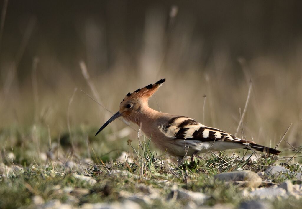 Eurasian Hoopoeadult breeding, identification, walking, eats