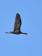 Glossy Ibis