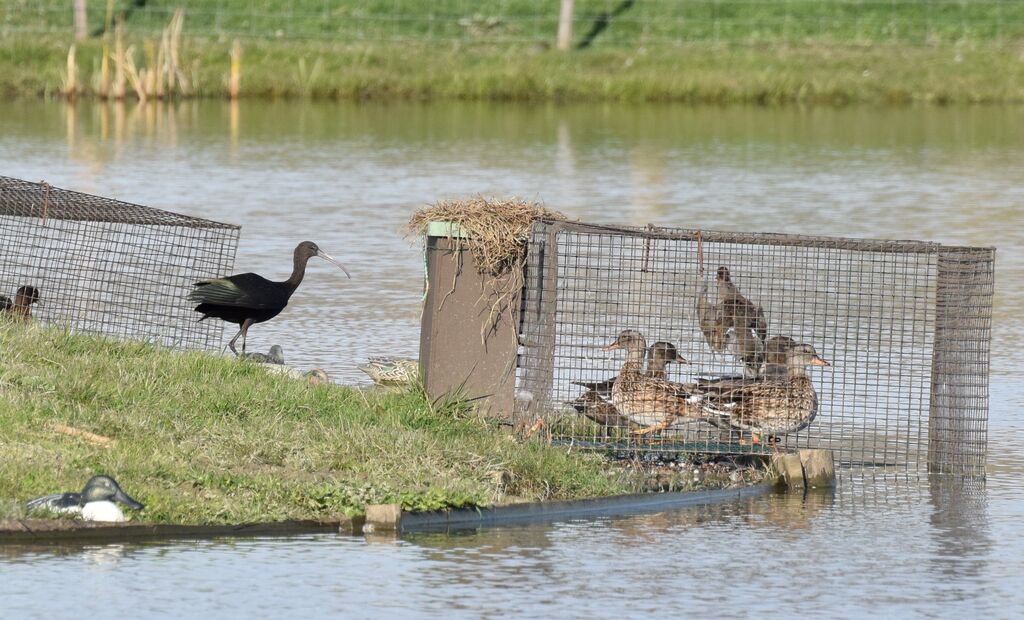 Glossy Ibis