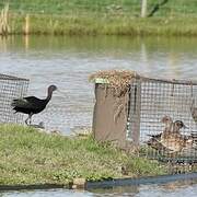 Glossy Ibis