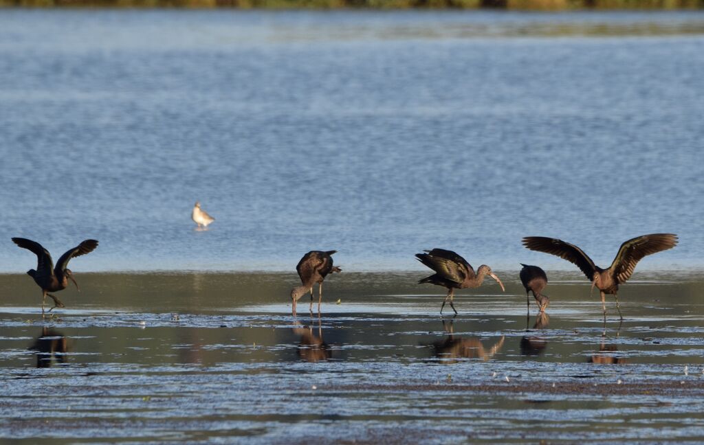 Glossy Ibis, eats