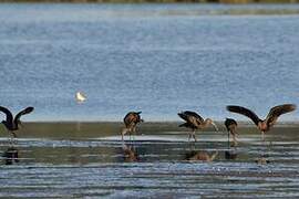 Ibis falcinelle