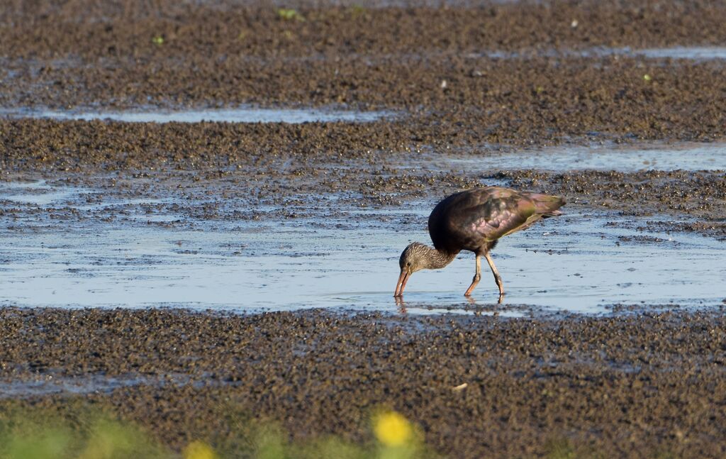 Ibis falcinelle, marche, mange