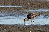 Ibis falcinelle