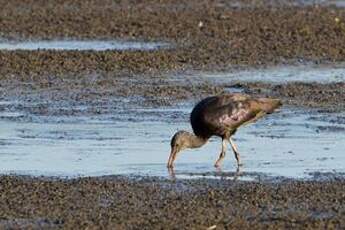 Ibis falcinelle