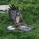 Aigle royal