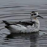 Phalarope à bec large