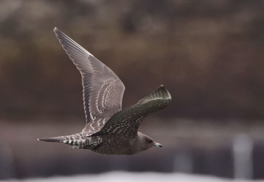 Long-tailed JaegerFirst year, identification, pigmentation, Flight