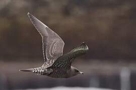 Long-tailed Jaeger