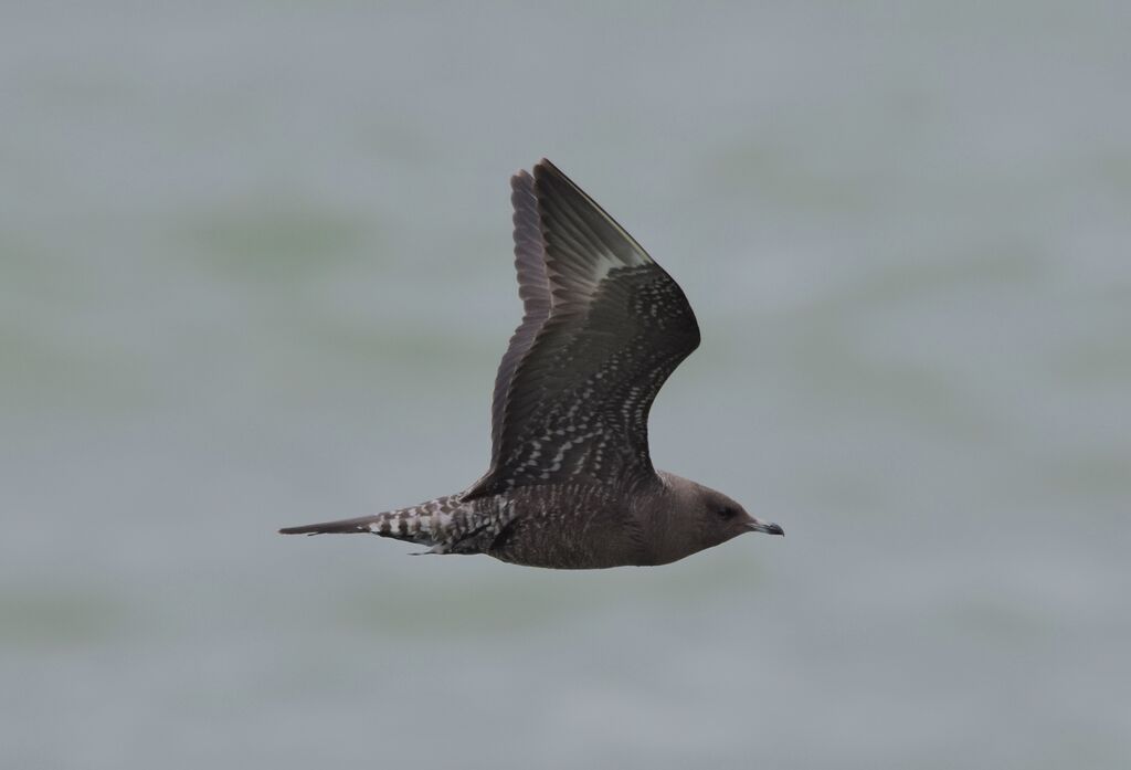 Long-tailed JaegerFirst year, identification, pigmentation, Flight