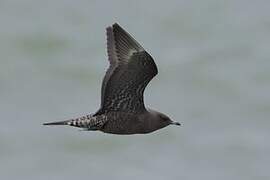 Long-tailed Jaeger