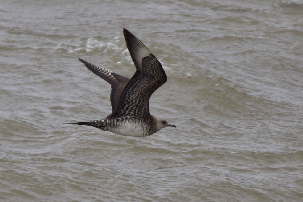 Parasitic Jaegerimmature, Flight