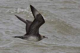 Parasitic Jaeger