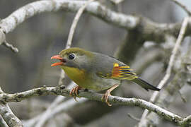 Red-billed Leiothrix