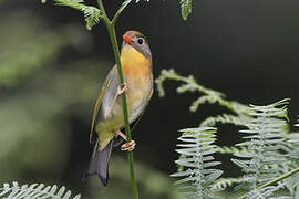 Red-billed Leiothrix