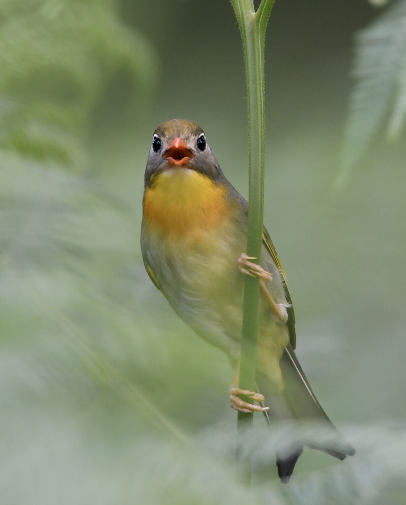 Red-billed Leiothrix