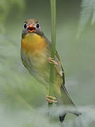 Red-billed Leiothrix