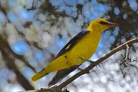 Eurasian Golden Oriole