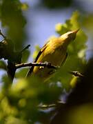 Eurasian Golden Oriole