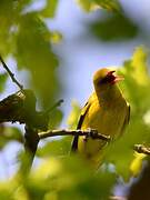 Eurasian Golden Oriole