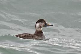 Common Scoter