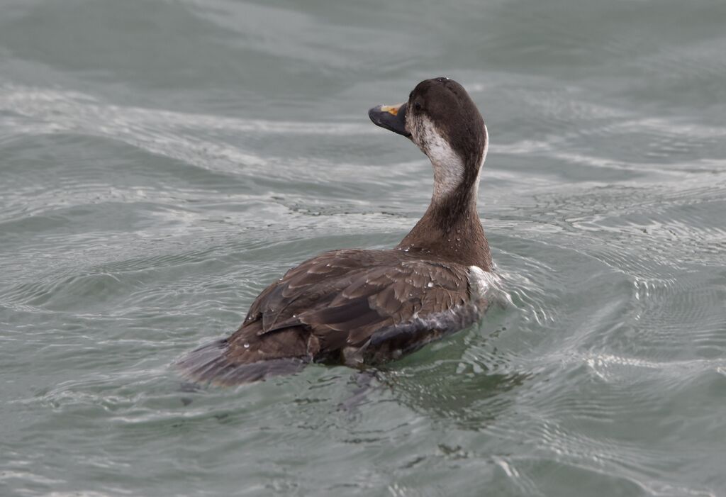 Common Scoter male First year, identification, fishing/hunting