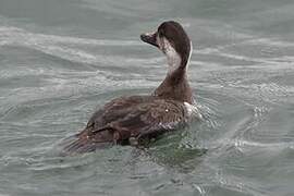 Common Scoter