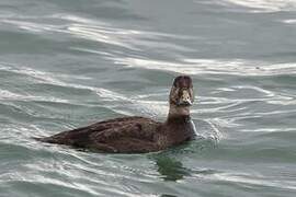 Common Scoter