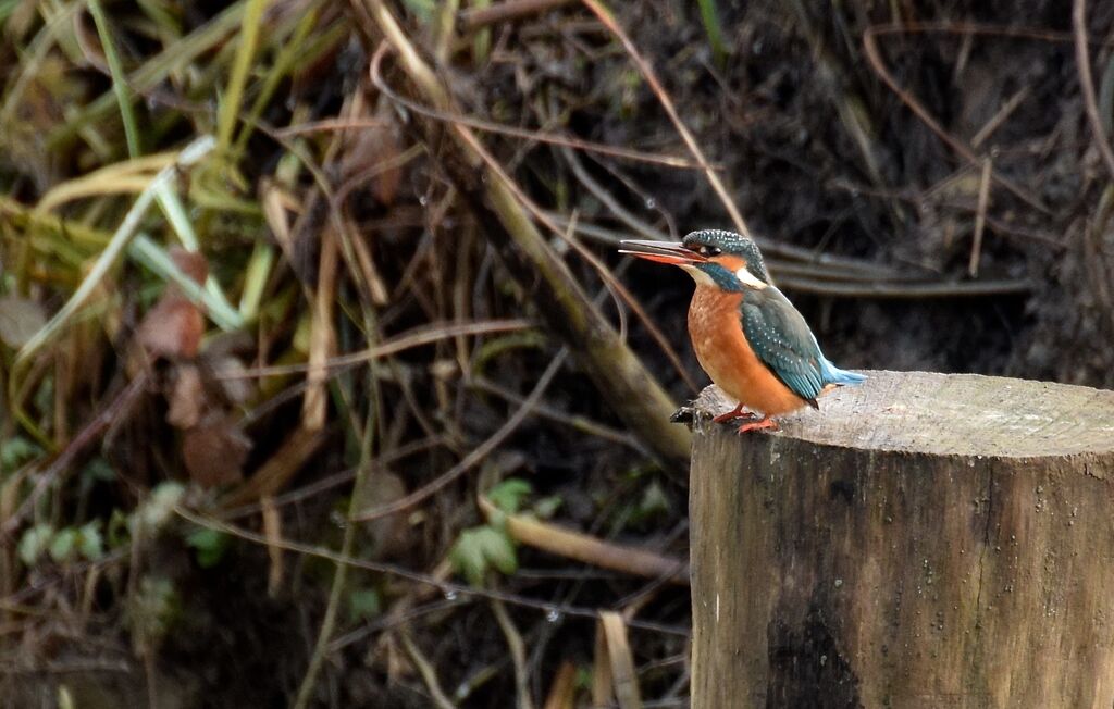 Common Kingfisher female adult post breeding, identification