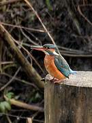 Common Kingfisher