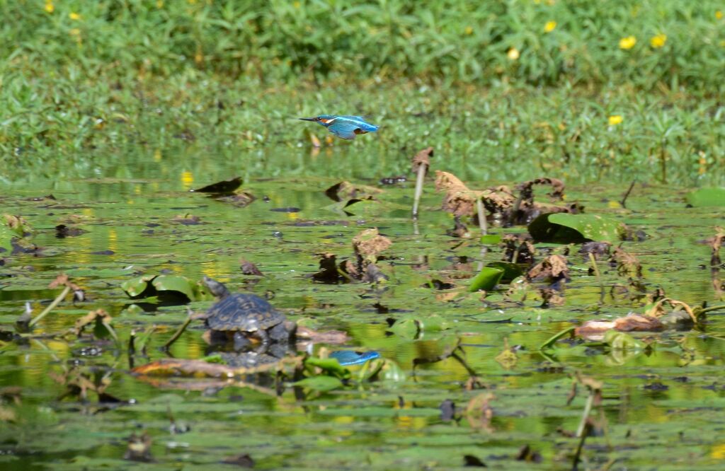 Common Kingfisheradult, habitat, Flight