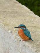 Common Kingfisher