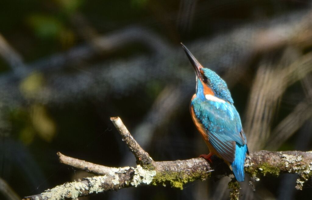 Martin-pêcheur d'Europe mâle adulte nuptial, identification