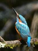 Common Kingfisher