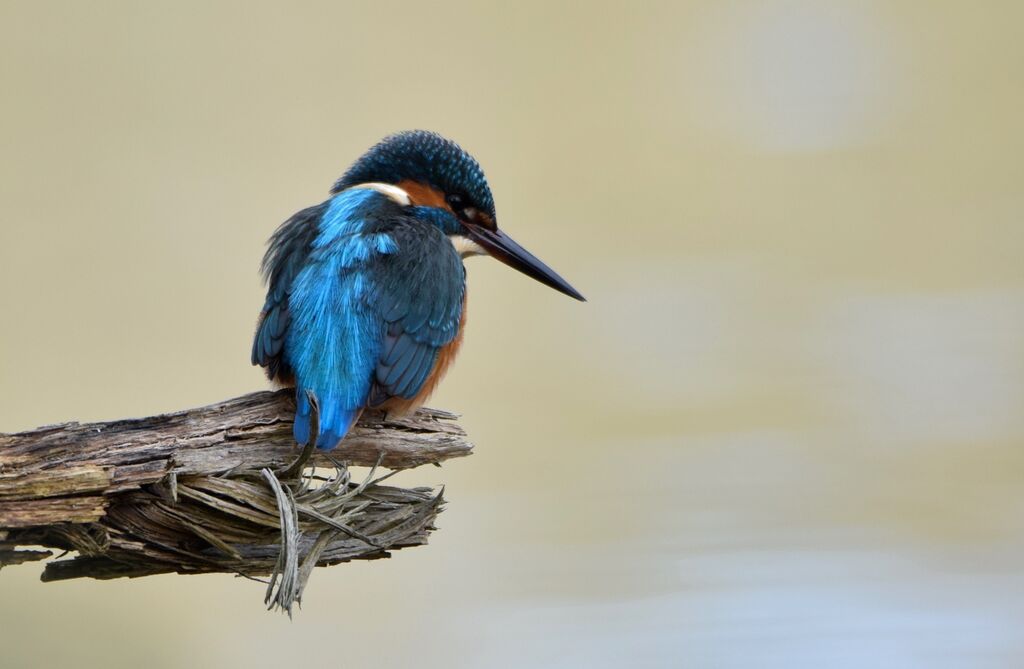 Common Kingfisher male adult post breeding, identification