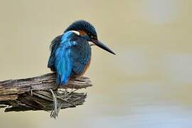 Common Kingfisher