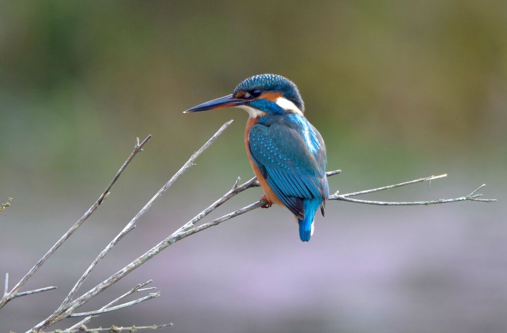 Common Kingfisher female adult post breeding, identification