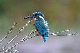 Common Kingfisher